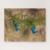 枝に美しい青い鳥を2羽 ジグソーパズル (横)