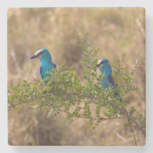 枝に美しい青い鳥を2羽 ストーンコースター (正面)