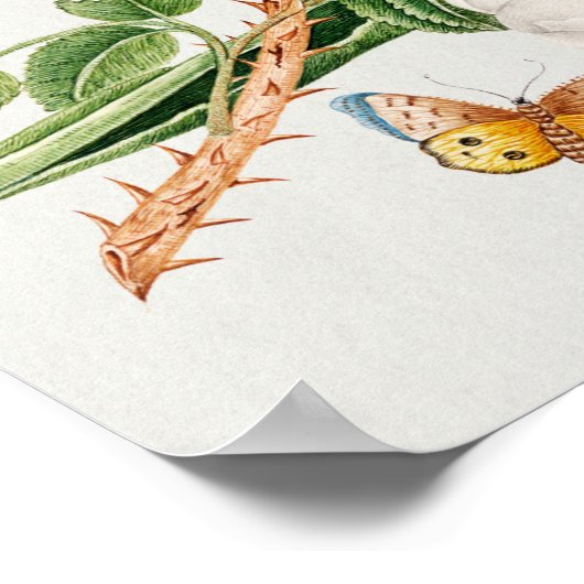 枝に茶色の鳥 ポスター (角)