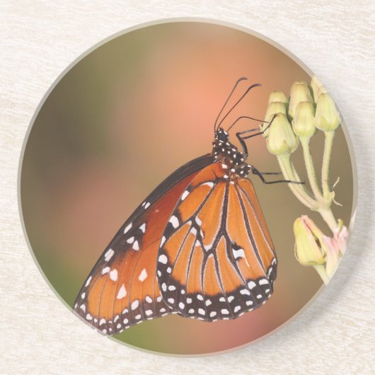枝に蝶の女王 コースター (正面)