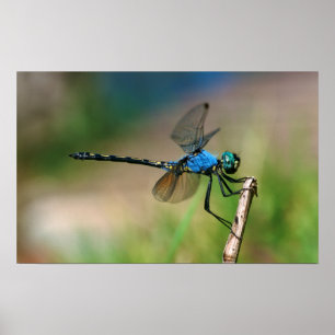 枝に青い竜のフライのクローズアップ ポスター