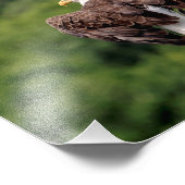 枝に10x8ハゲのワシ フォトプリント (角)