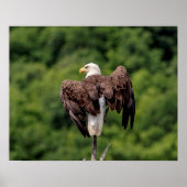 枝に20x16 Bald Eagle ポスター (正面)