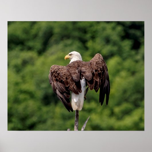 枝に20x16 Bald Eagle ポスター (正面)