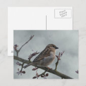 枝のすずめ ポストカード (正面/裏面)