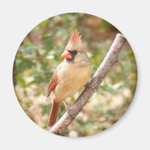 枝のメスの(鳥)ショウジョウコウカンチョウ マグネット