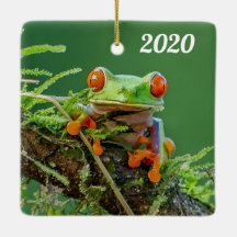 枝の上でカエルの赤い目を閉じる