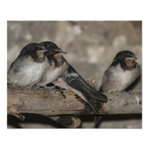 枝の上で鶏を鳴らすツバメ フォトプリント           