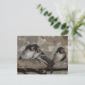 枝の上で鶏を鳴らすツバメ ポストカード (スタンド正面)