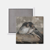 枝の上で鶏を鳴らすツバメ マグネット (正面/裏面)