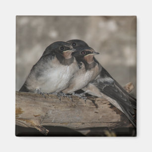 枝の上で鶏を鳴らすツバメ マグネット