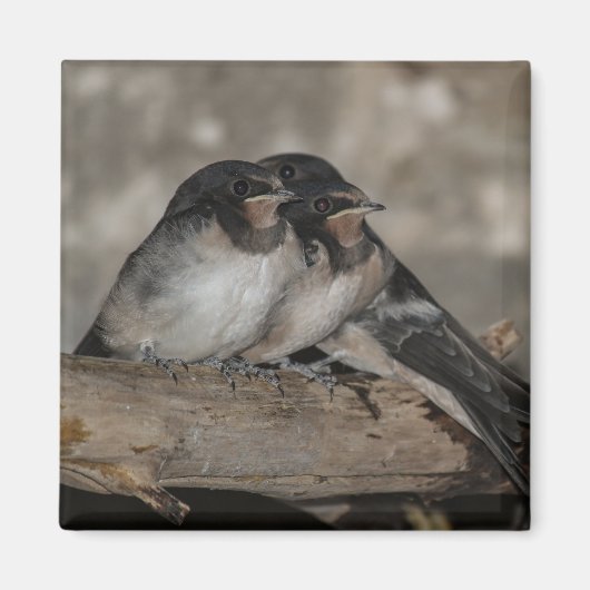 枝の上で鶏を鳴らすツバメ マグネット (正面)
