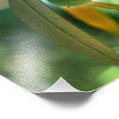 枝の上にオリーブの若葉 フォトプリント            (角)