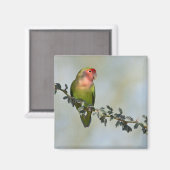 枝の上にバラ色の顔をしたラブバード。 マグネット (正面/裏面)