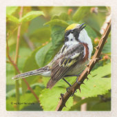 枝の上に栗の側の鶯の鳴き鳥 ガラスコースター (正面)