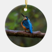 枝の上のカワセミ