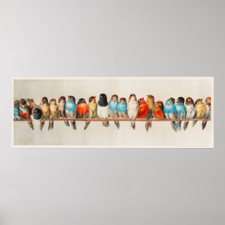 枝の上の三重カラフルの鳥 ポスター