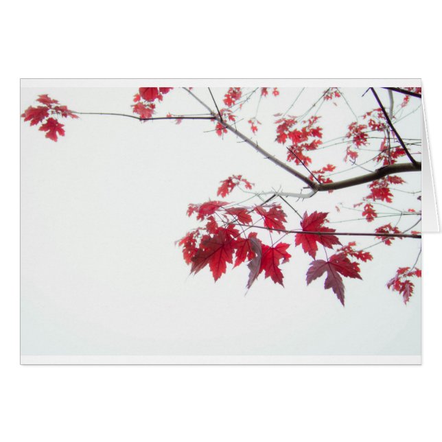 枝の赤い紅葉 (正面横)