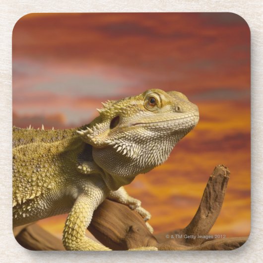 枝の髭があるドラゴン(Pogona Vitticeps)、 コースター (正面)