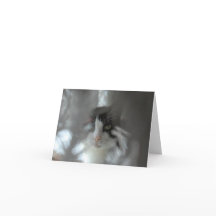 枝を通したタキシード猫