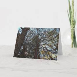 枝を通って上へ カード