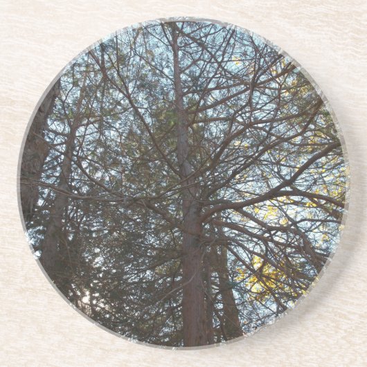 枝を通って上へ コースター (正面)