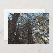 枝を通って上へ ポストカード (正面/裏面)