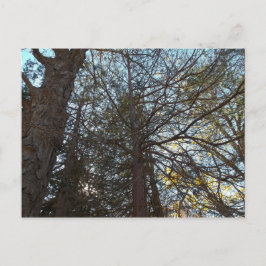 枝を通って上へ ポストカード