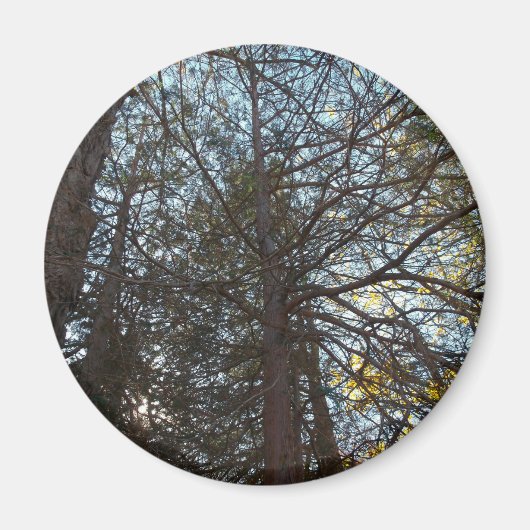 枝を通って上へ マグネット (正面)