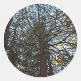 枝を通って上へ ラウンドシール