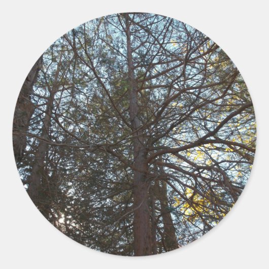 枝を通って上へ ラウンドシール (正面)