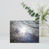 枝を通る太陽 ポストカード (スタンド正面)