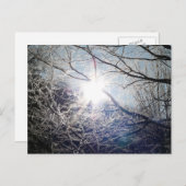 枝を通る太陽 ポストカード (正面/裏面)