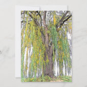 枝垂れ柳/黄色と緑の巻空白のき (正面)