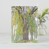 枝垂れ柳/黄色と緑の巻空白のき (スタンド正面)