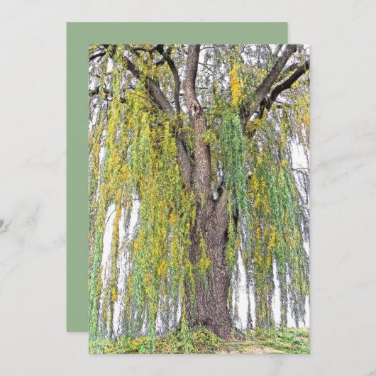 枝垂れ柳/黄色と緑の巻空白のき (正面/裏面)