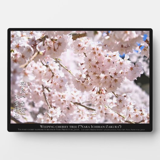枝垂れ桜("奈良一番桜") フォトプラーク (正面)