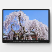枝垂れ桜("奈良一番桜") フォトプラーク (正面)