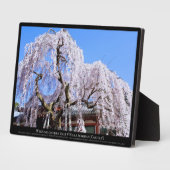 枝垂れ桜("奈良一番桜") フォトプラーク (側面)
