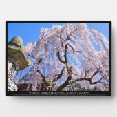 枝垂れ桜("奈良一番桜") フォトプラーク (正面)
