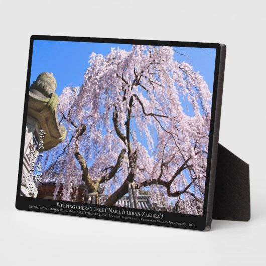 枝垂れ桜("奈良一番桜") フォトプラーク (側面)