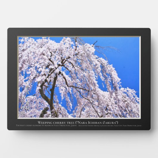 枝垂れ桜("奈良一番桜") フォトプラーク (正面)