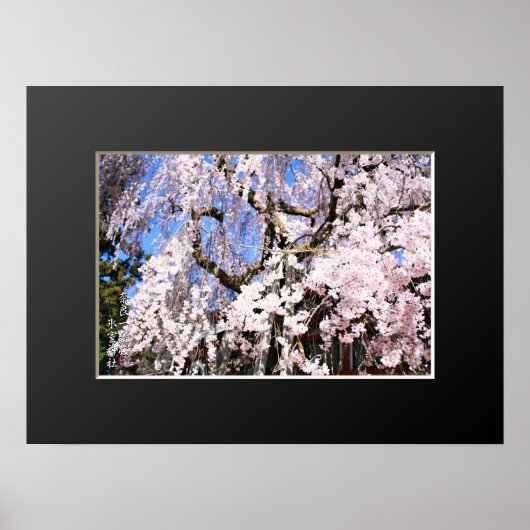 枝垂れ桜 ("奈良一番桜") ポスター (正面)