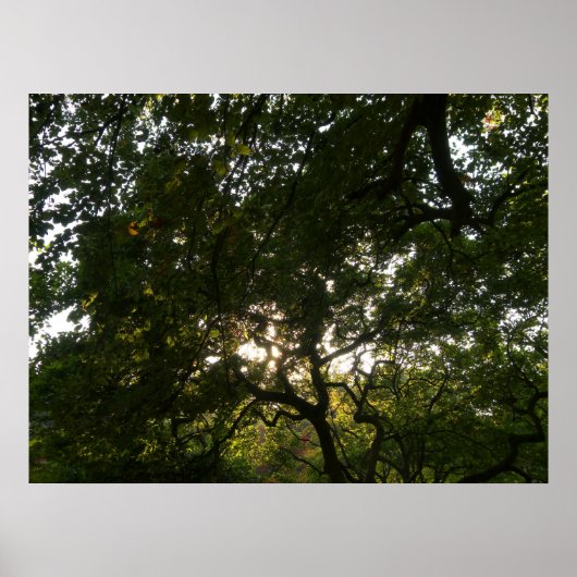 枝日本のIV ポスター (正面)