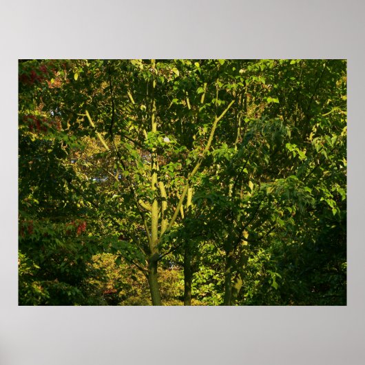 枝日本のV ポスター (正面)