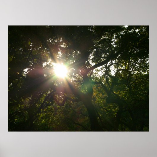 枝日本のVII ポスター (正面)