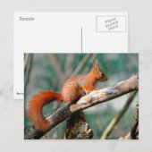 枝木に赤いリス ポストカード (正面/裏面)