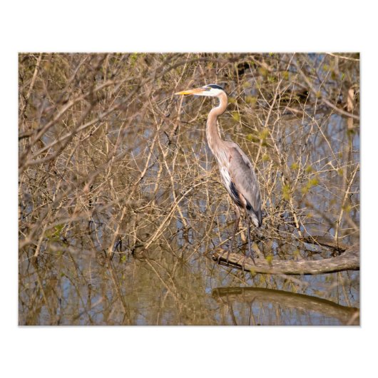 枝素晴らしに青いヘロン フォトプリント            (正面)