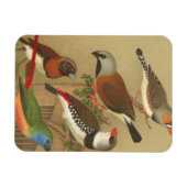 枝鳥カラフル五羽 マグネット (横)