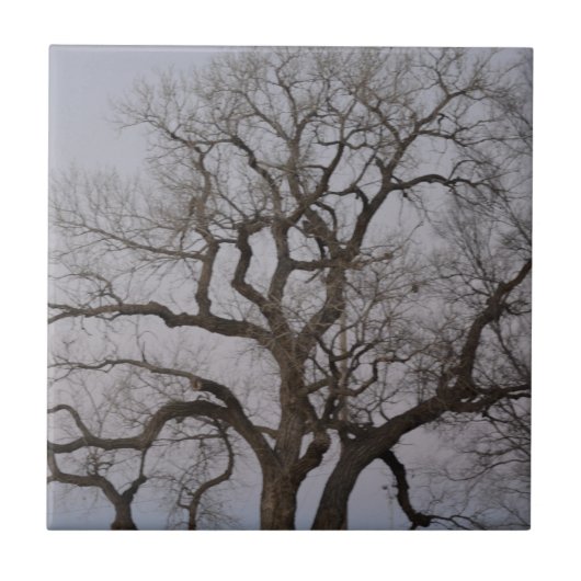 枝 タイル (正面)